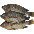 fresh frozen whole tilapia fish for wholesale price